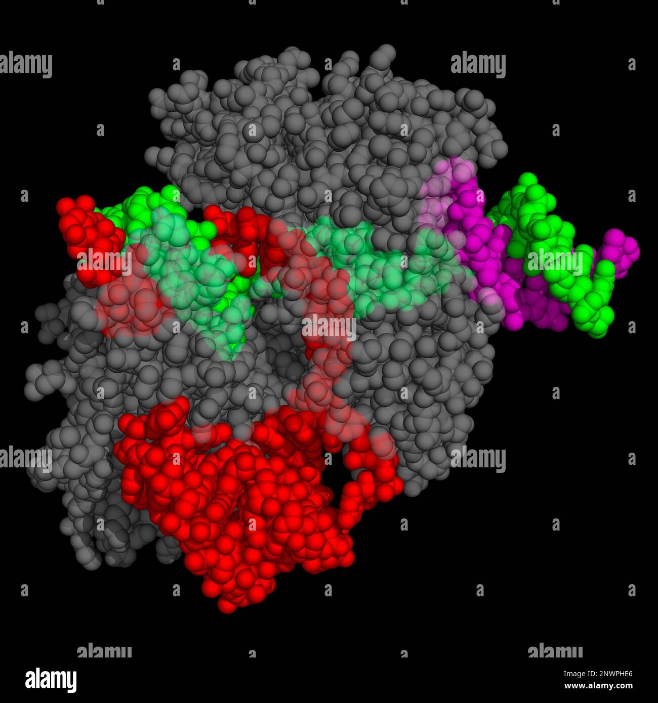 CasLambda complexed with crRNA and DNA, illustration Stock Photo - Alamy