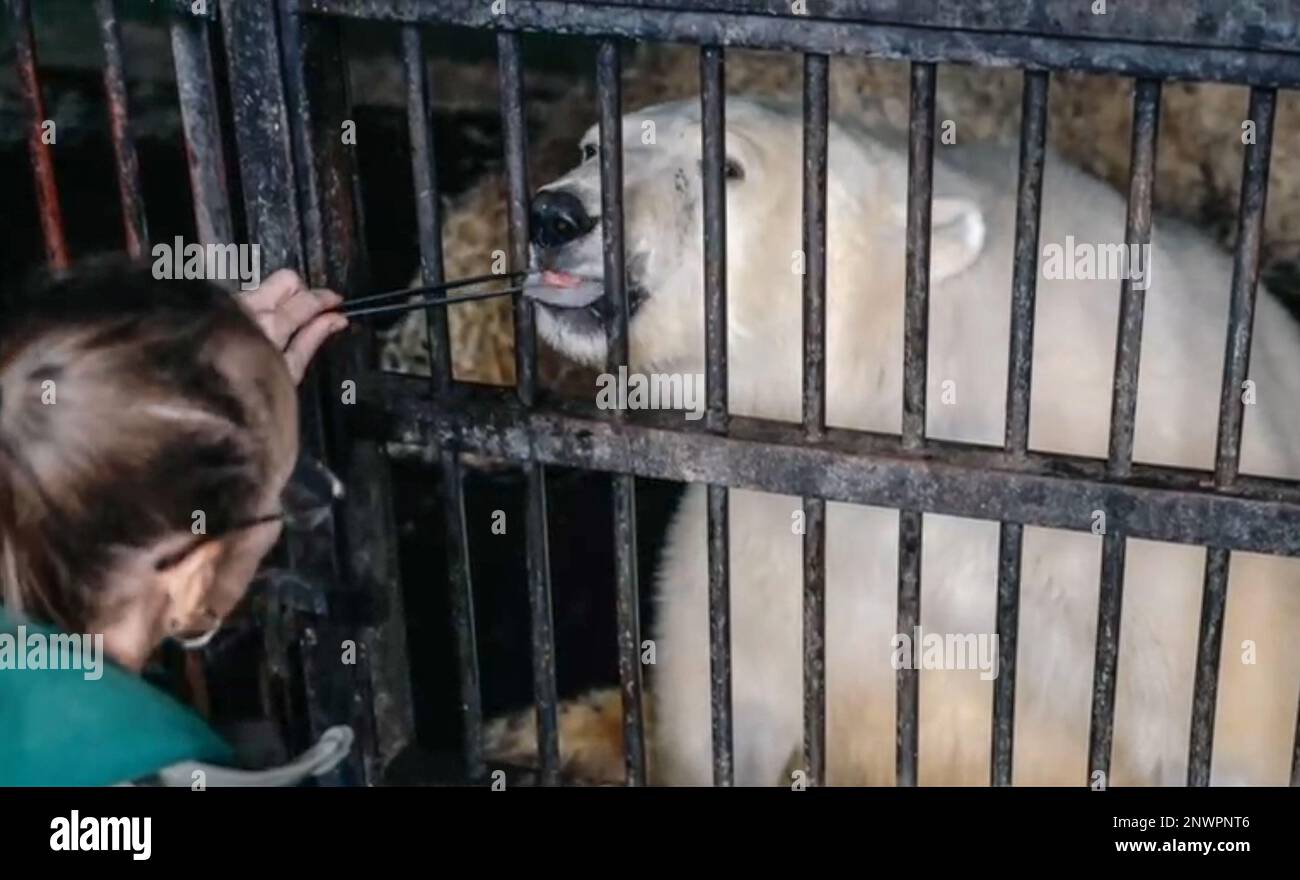Polar bear feeding zoo hi-res stock photography and images - Alamy