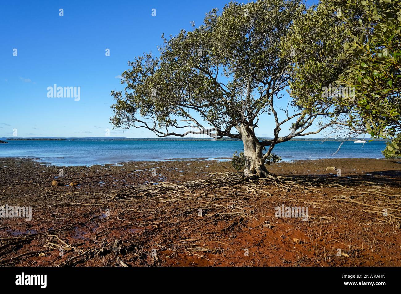 Mangrove tree with roots exposed at low tide, and a view across Morton