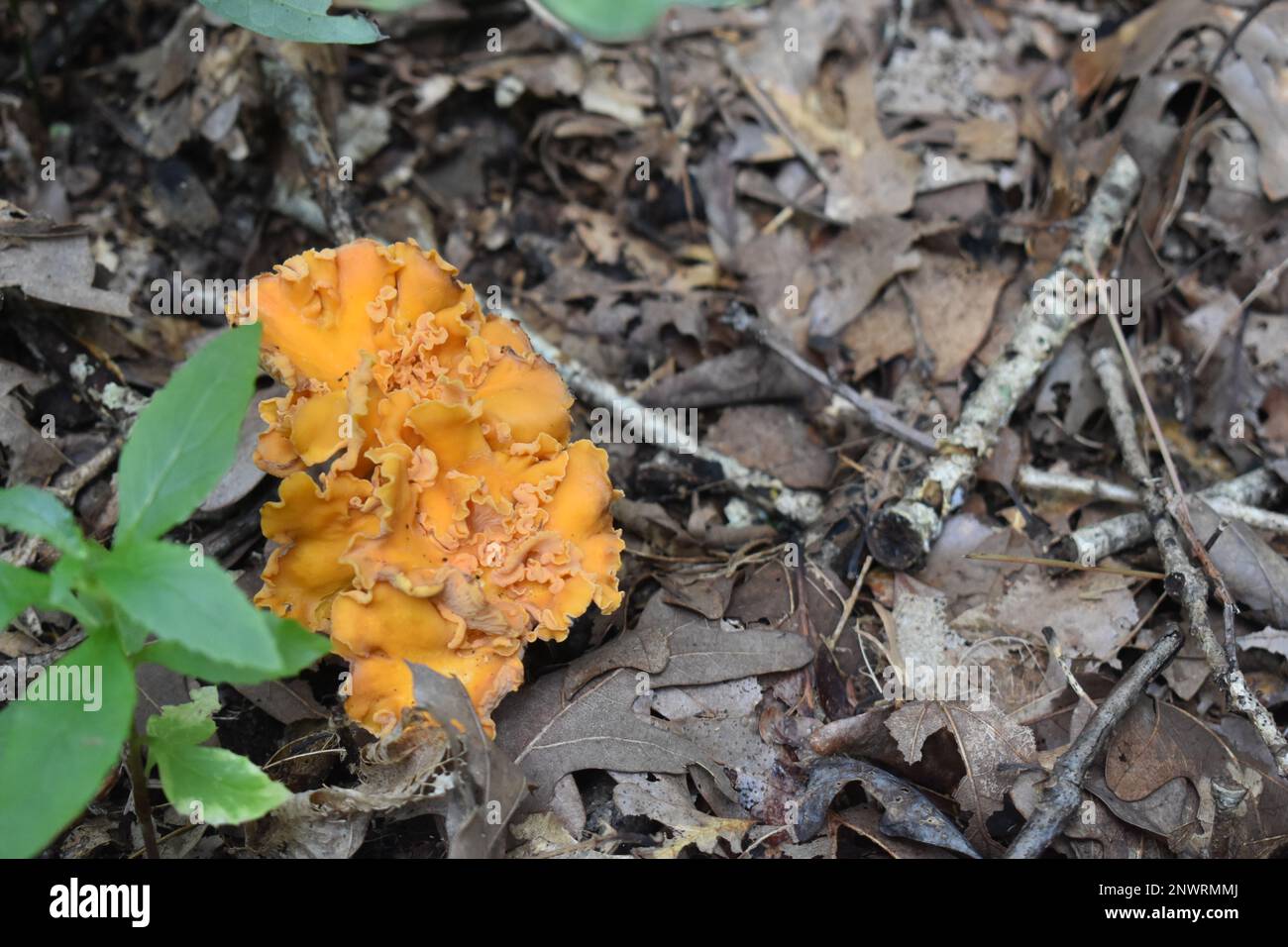 Chanterelle mushrooms growing on the forest floor in rural Missouri, MO