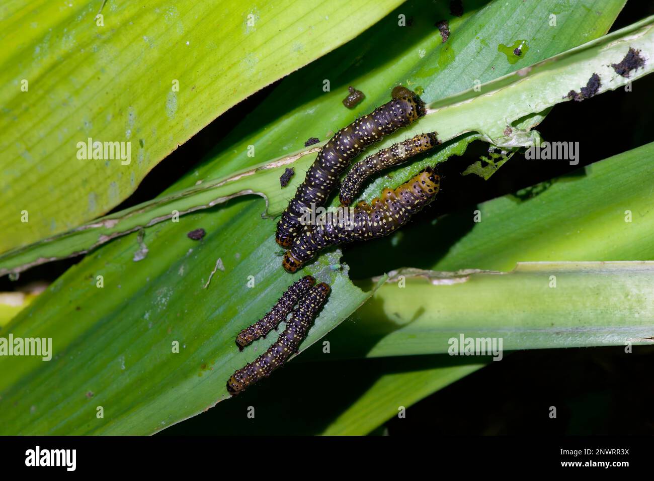 Black caterpillars with yellow spots, Manu National Park, Peruvian
