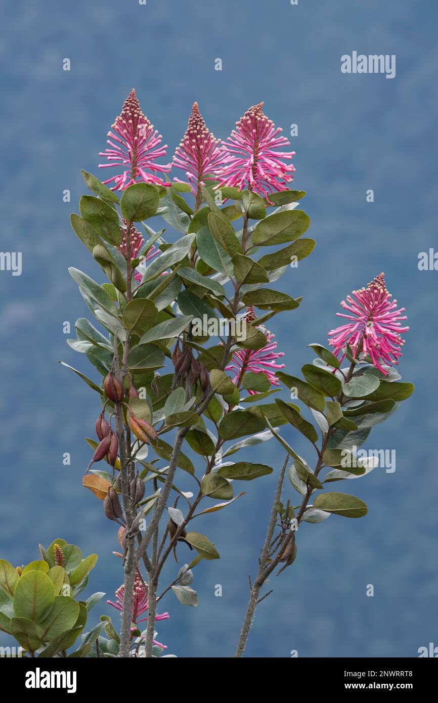 Oreocallis grandiflora (Proteaceae family), Tropical Cloud Forest, Manu National Park, Peru Stock Photo