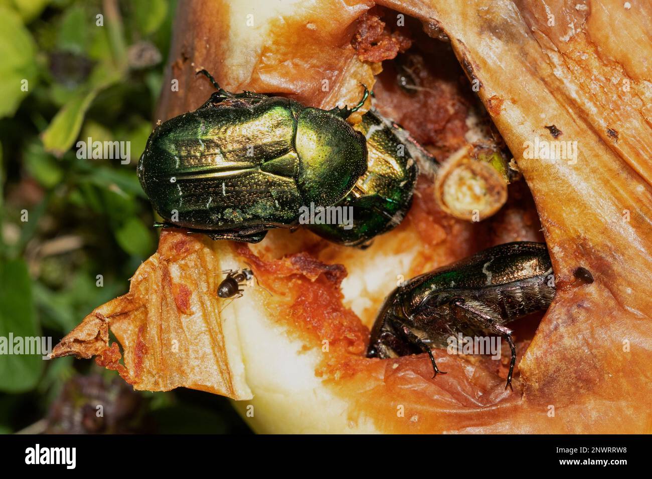 Common rose beetle three beetles sitting on rotting apple seeing