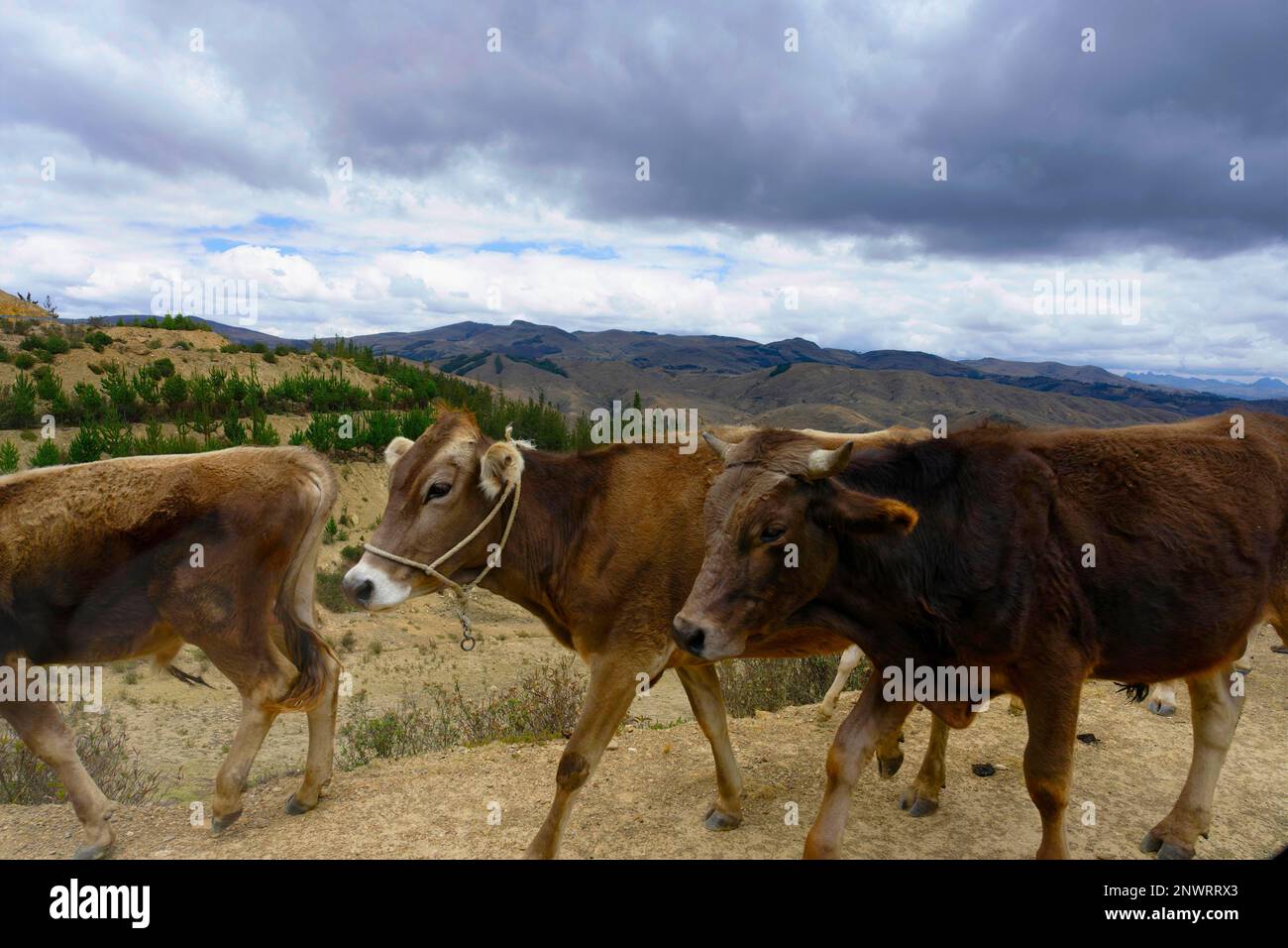 Cows walking on road hi-res stock photography and images - Alamy