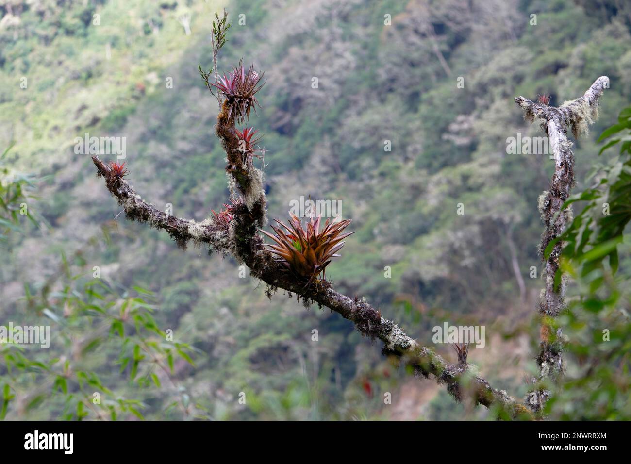 Bromelias growing on tree trunk, Tropical Cloud Forest, Manu National Park, Peru Stock Photo