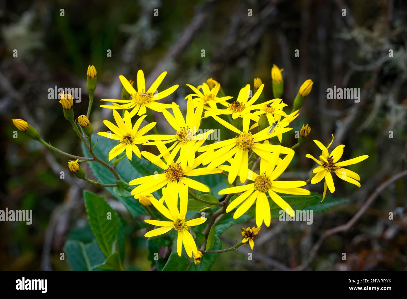 Packera aurea (Asteraceae family), Typical plant from Tropical Cloud Forest, Manu National Park, Peru Stock Photo