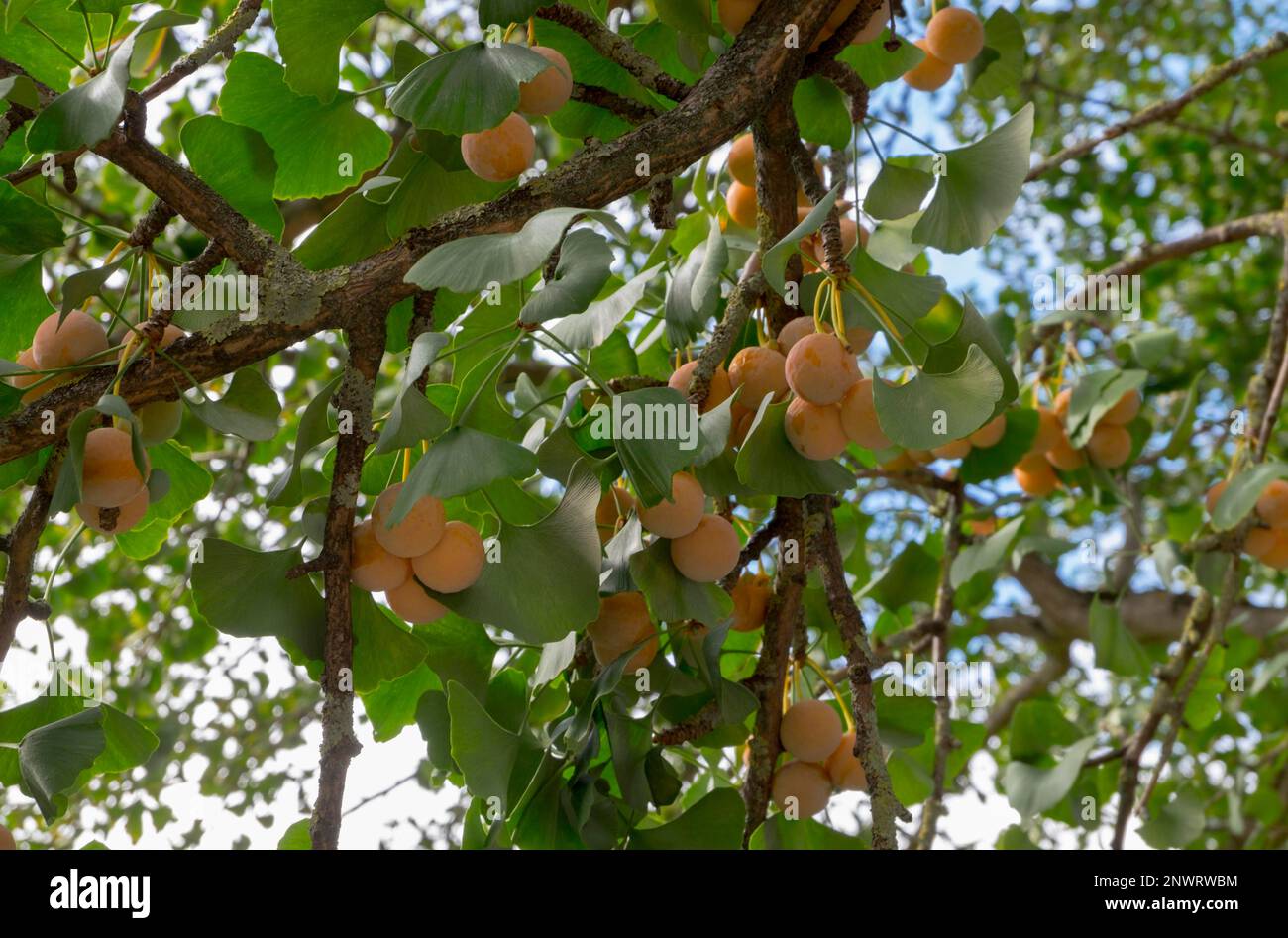 Fruits of ginkgo (Ginkgo biloba) Stock Photo