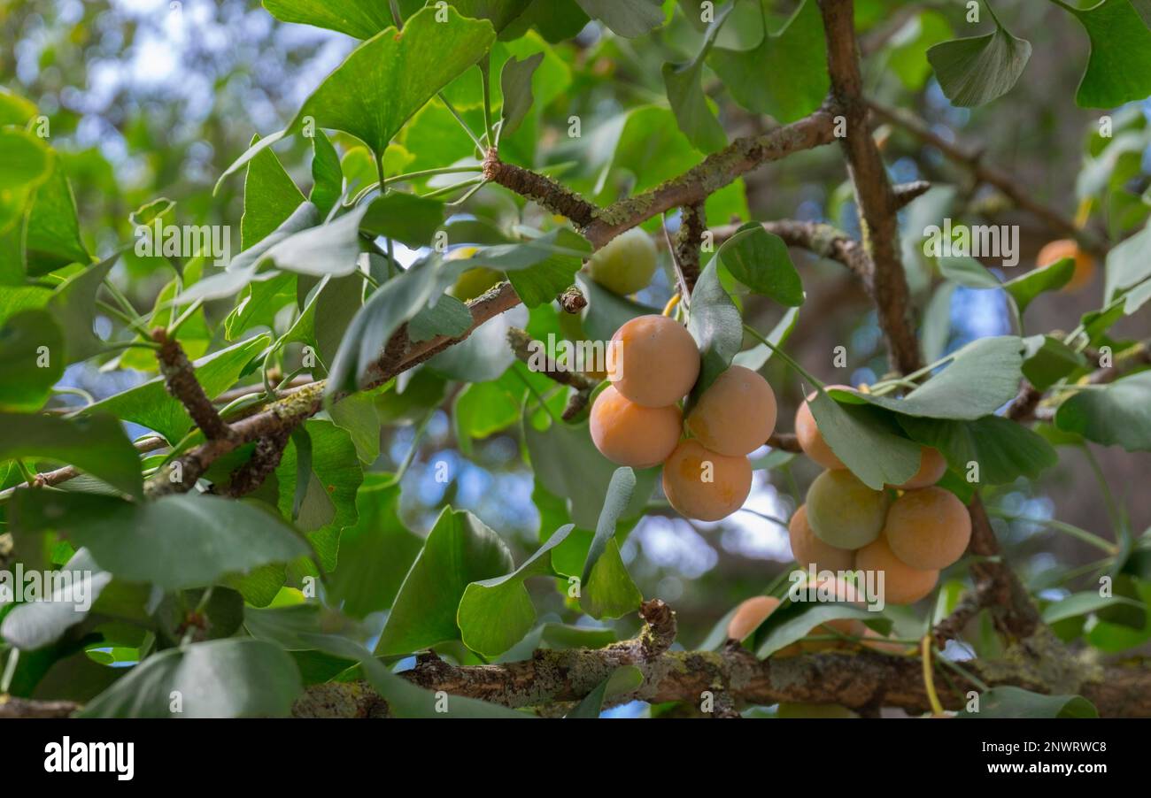 Fruits of ginkgo (Ginkgo biloba) Stock Photo