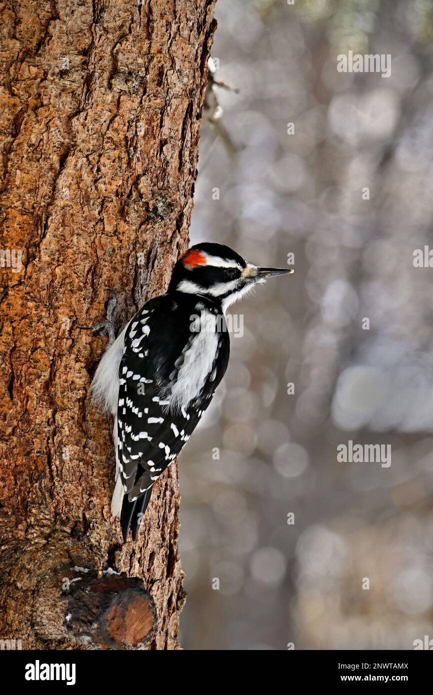 An adult male Hairy woodpecker 'Picoides pubescens', perched on a spruce tree trunk. Stock Photo