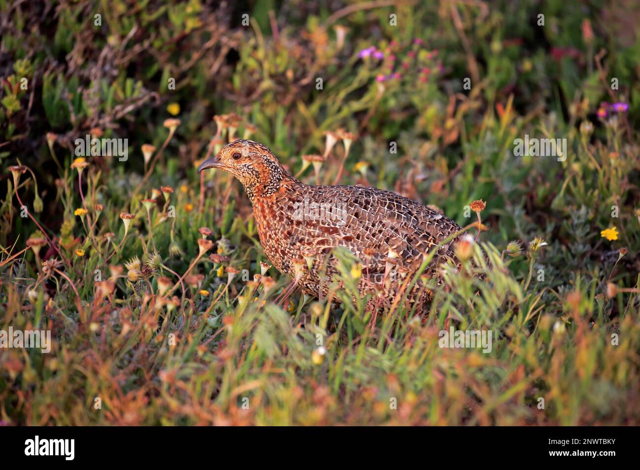 Grey-winged francolin (Francolinus africanus), adult, West Coast National Park, Western Cape, South Africa Stock Photo