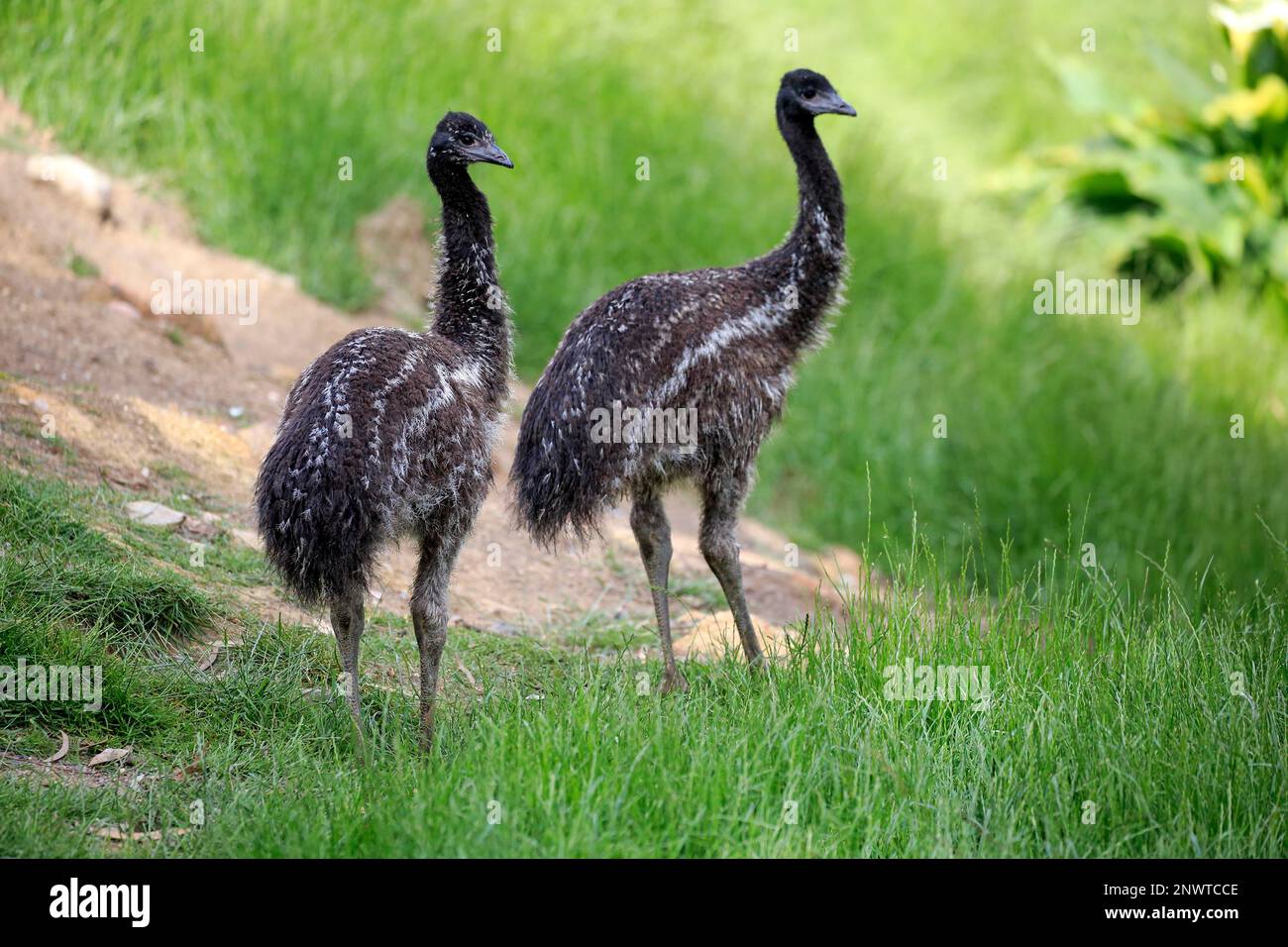 Emu (Dromaius novaehollandiae), two youngs searching for food, Mount Lofty, South Australia, Australia Stock Photo