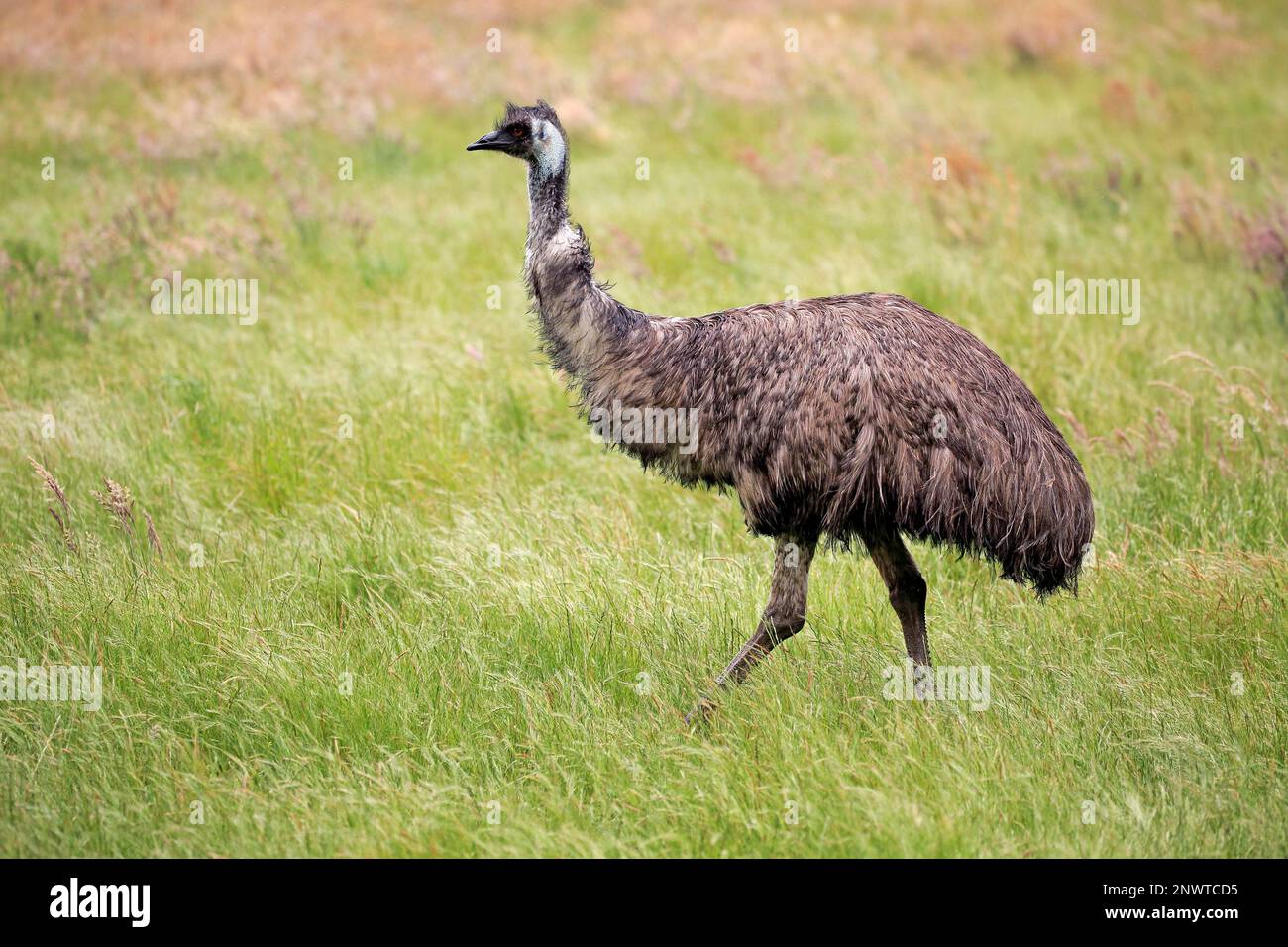 Emu (Dromaius novaehollandiae), adult searching for food, Parndana, Kangaroo Island, South Australia, Australia Stock Photo
