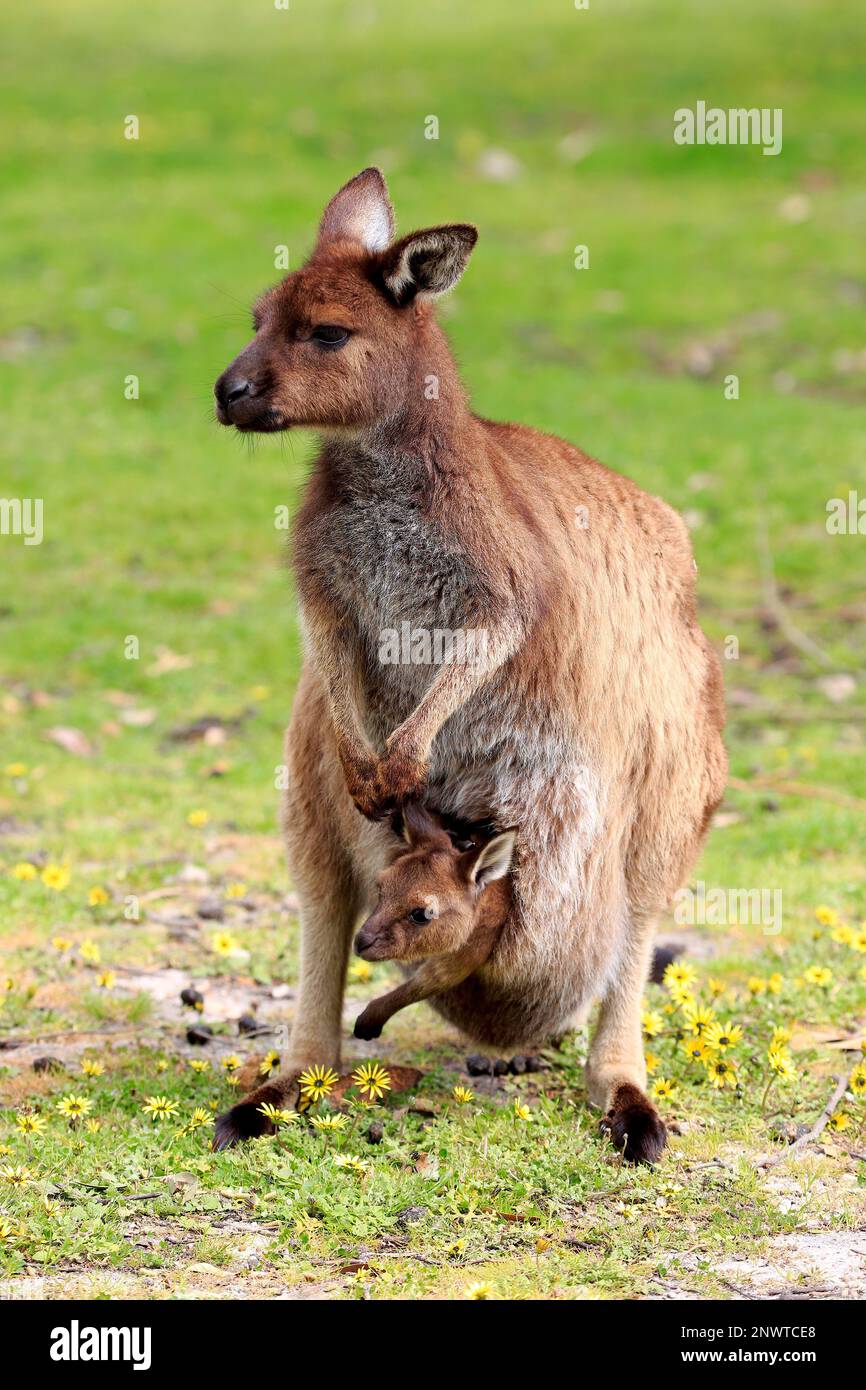 Kangaroo Island Kangaroo (Macropus fuliginosus fuliginosus), adult with joey, Mount Lofty, South Australia, Australia Stock Photo