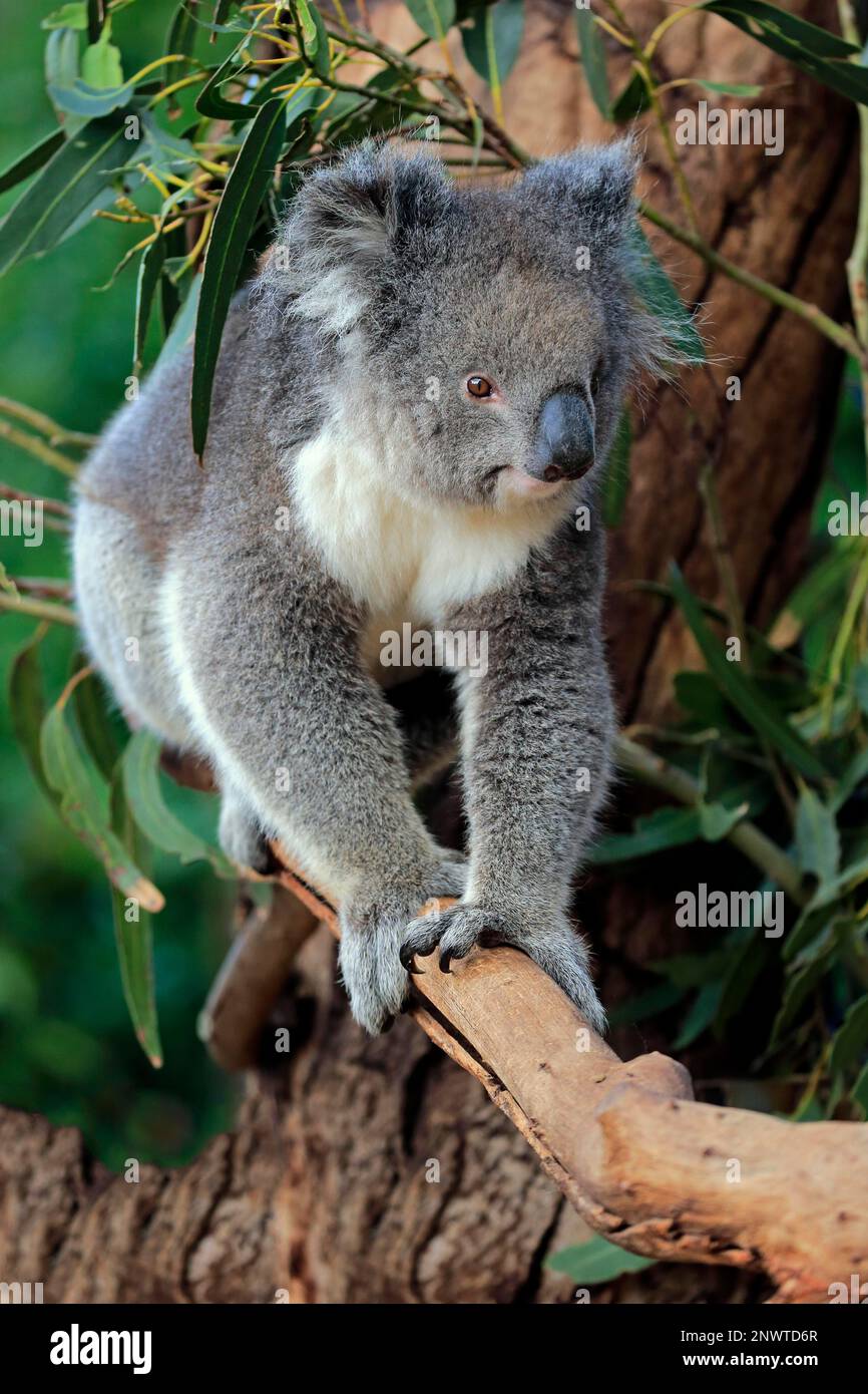 Koala figure hi-res stock photography and images - Alamy