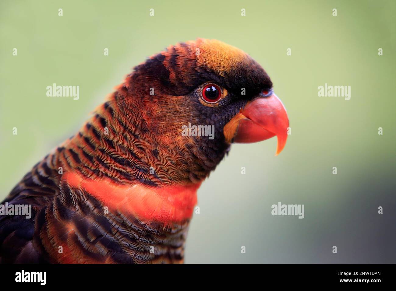 Black lorikeet, adult portrait, Mount Lofty, dusky lori (Pseudeos