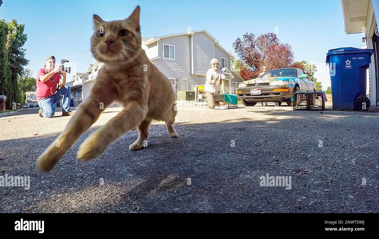 In this June 26, 2018 photo, a feral cat dashes for shelter after being