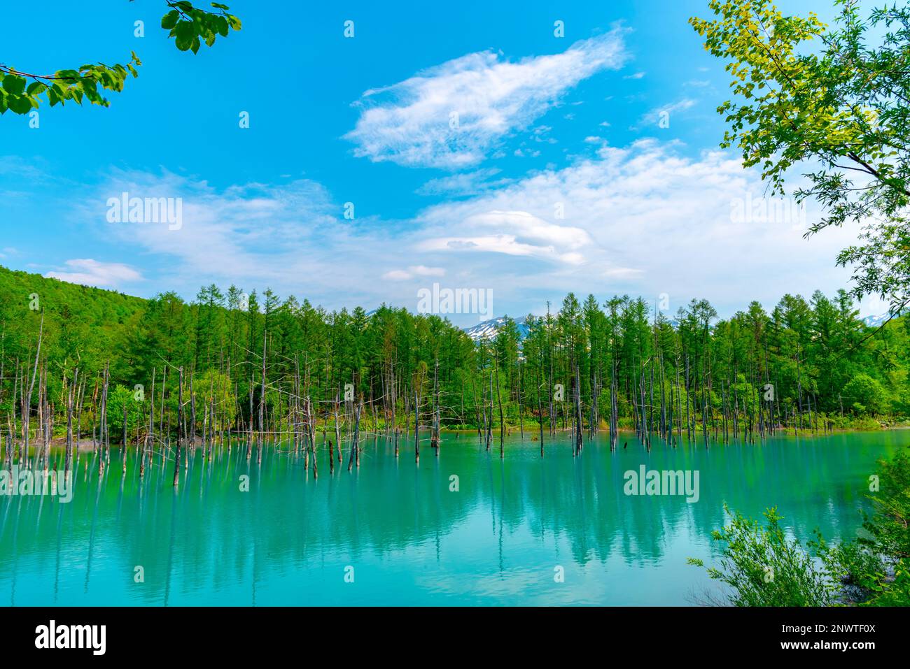 Blue pond ( Aoiike ) with reflection. Biei Town, Hokkaido, Japan Stock ...