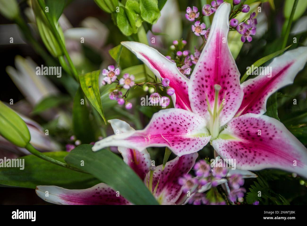Bouquet Stargazer Lily in a centerpiece Stock Photo