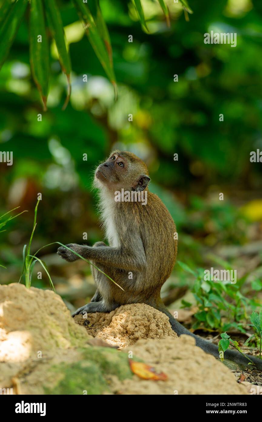 Baby Macaque Monkeys playing in the sunshine in Malaysia Stock Photo