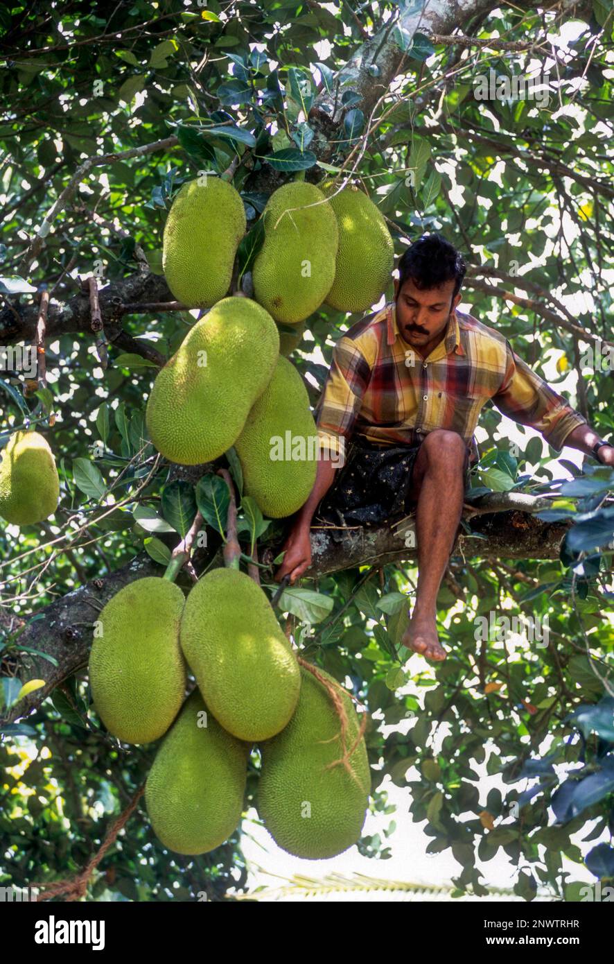 A Man Harvesting the jack Fruit (Artocarpus heterophyllus) Kerala, India, Asia Stock Photo