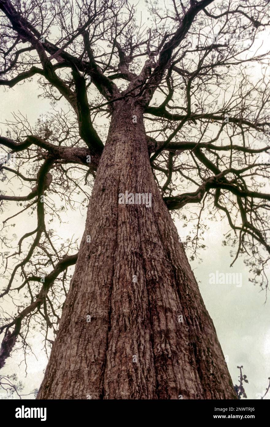 Five century old naturally grown, one of the world's largest living Trek tree (Tectona grandis) an amazing height of 39. 98 m and a girth of 7. 15 m Stock Photo