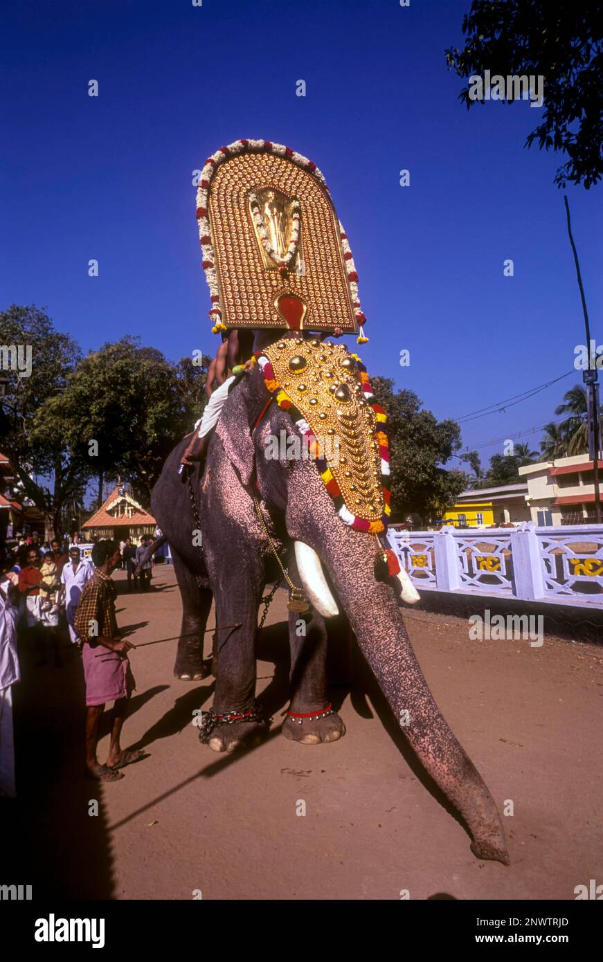 Caparisoned elephant in Thaipooya Mahotsavam at Sree Maheswara temple in Koorkencherry, Thrissur or Trichur, Kerala, India, Asia Stock Photo