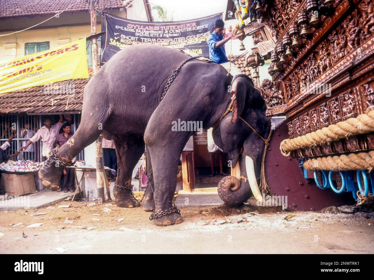 Elephant Shorts – The Elephant Temple