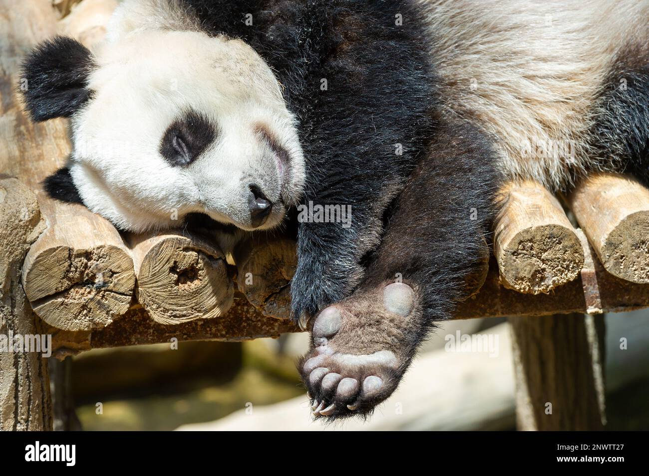 Sheng Yi, the Giant Panda Cub resting at Zoo Negara, Kuala Lumpur, Malaysia Stock Photo
