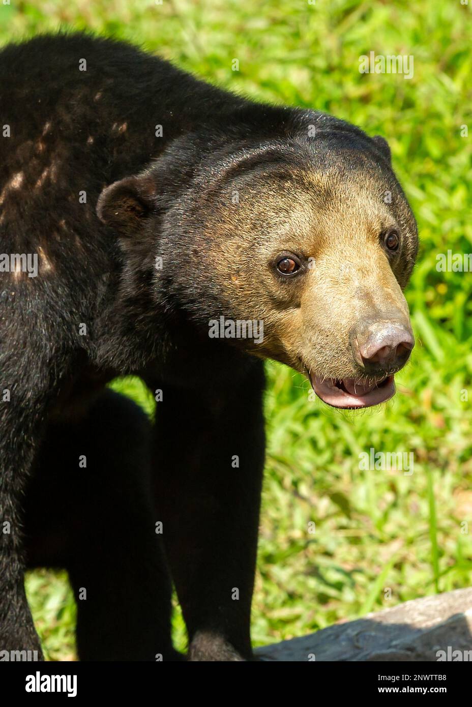 A Malayan Sun Bear relaxing in the sunshine at Zoo Negara, Kuala Lumpur