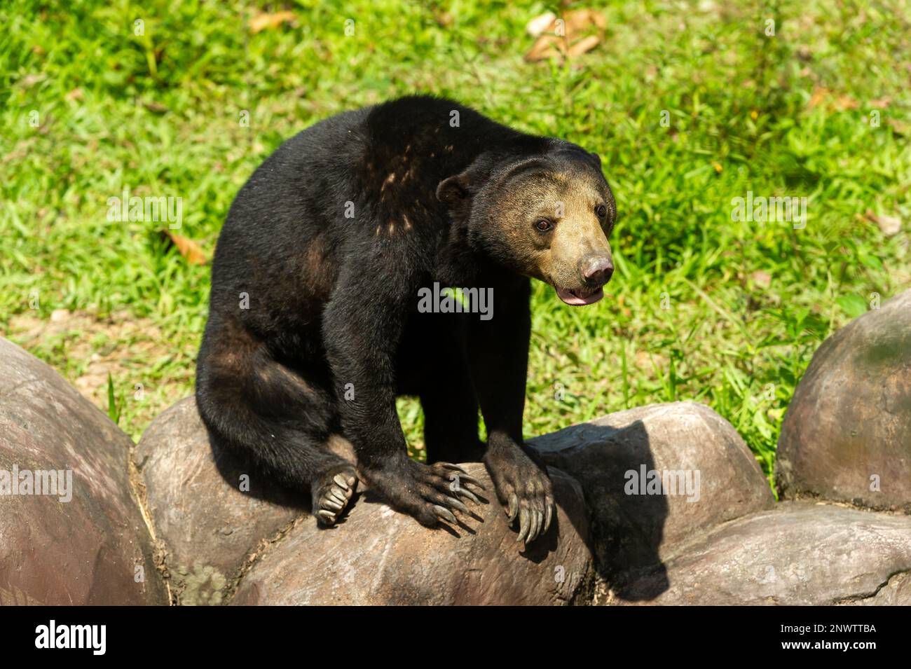 A Malayan Sun Bear relaxing in the sunshine at Zoo Negara, Kuala Lumpur ...