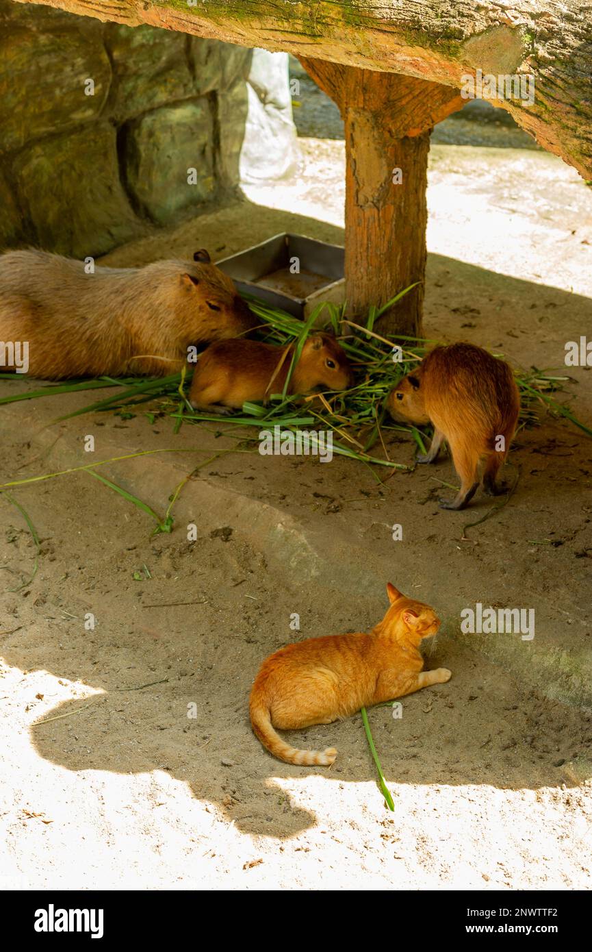 Capybara feeding time with an onlooking ginger cat at Zoo Negara