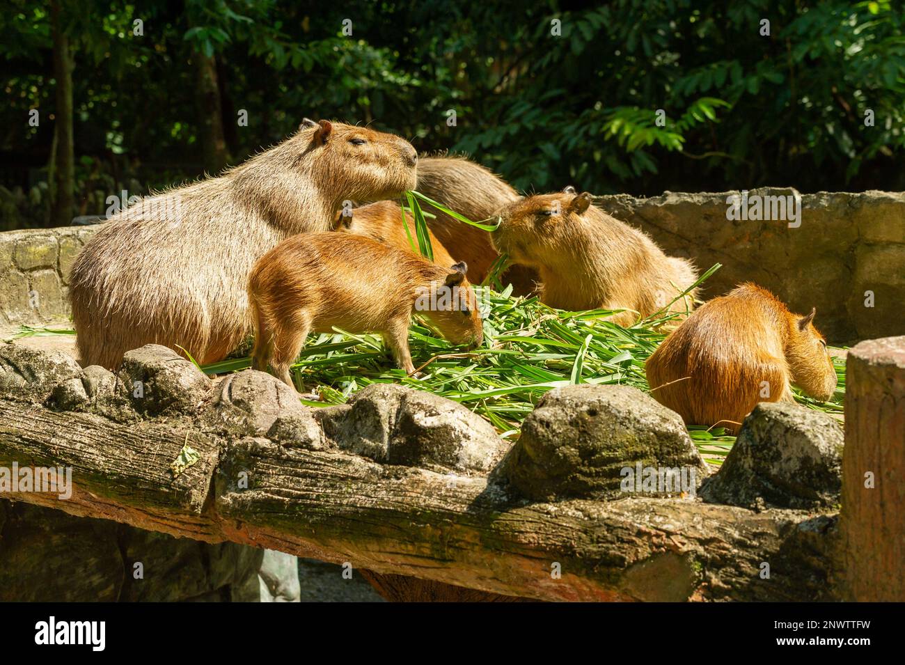 Feeding capybara feeding feeding hires stock photography and images