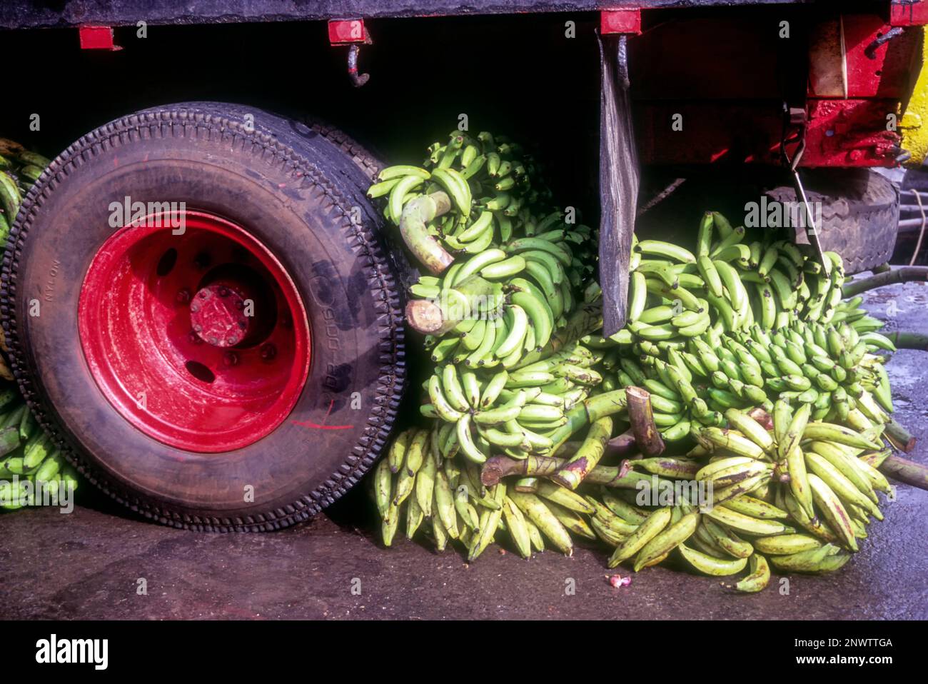 Nendram pazham banana underneath lorry tyre in Ernakulam, Kerala, India, Asia Stock Photo