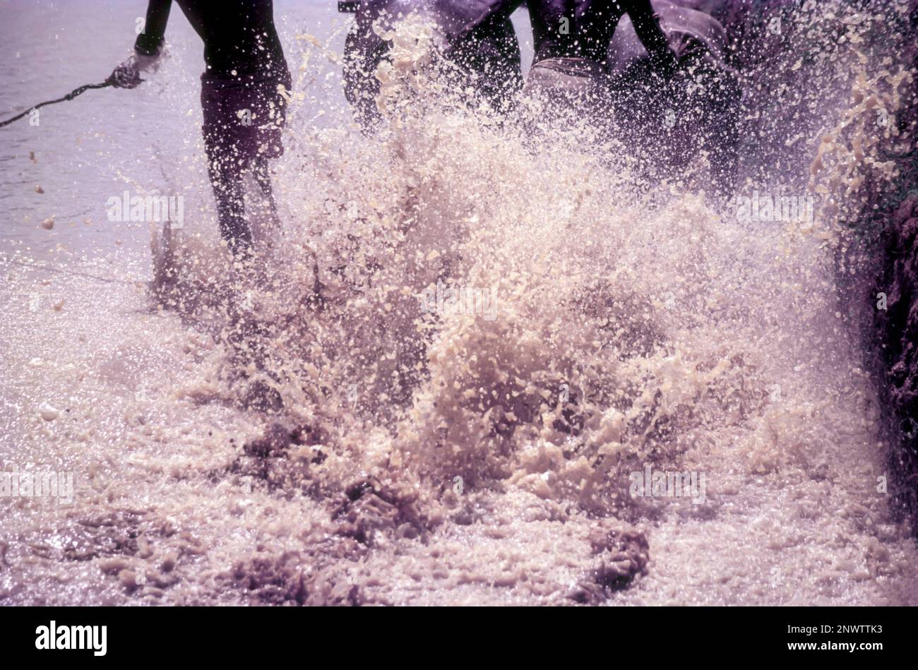 Splashing mud water in Maramadi or Kalappoottu is a type of cattle race conducted in Chithali near Palakkad, Kerala, India, Asia Stock Photo