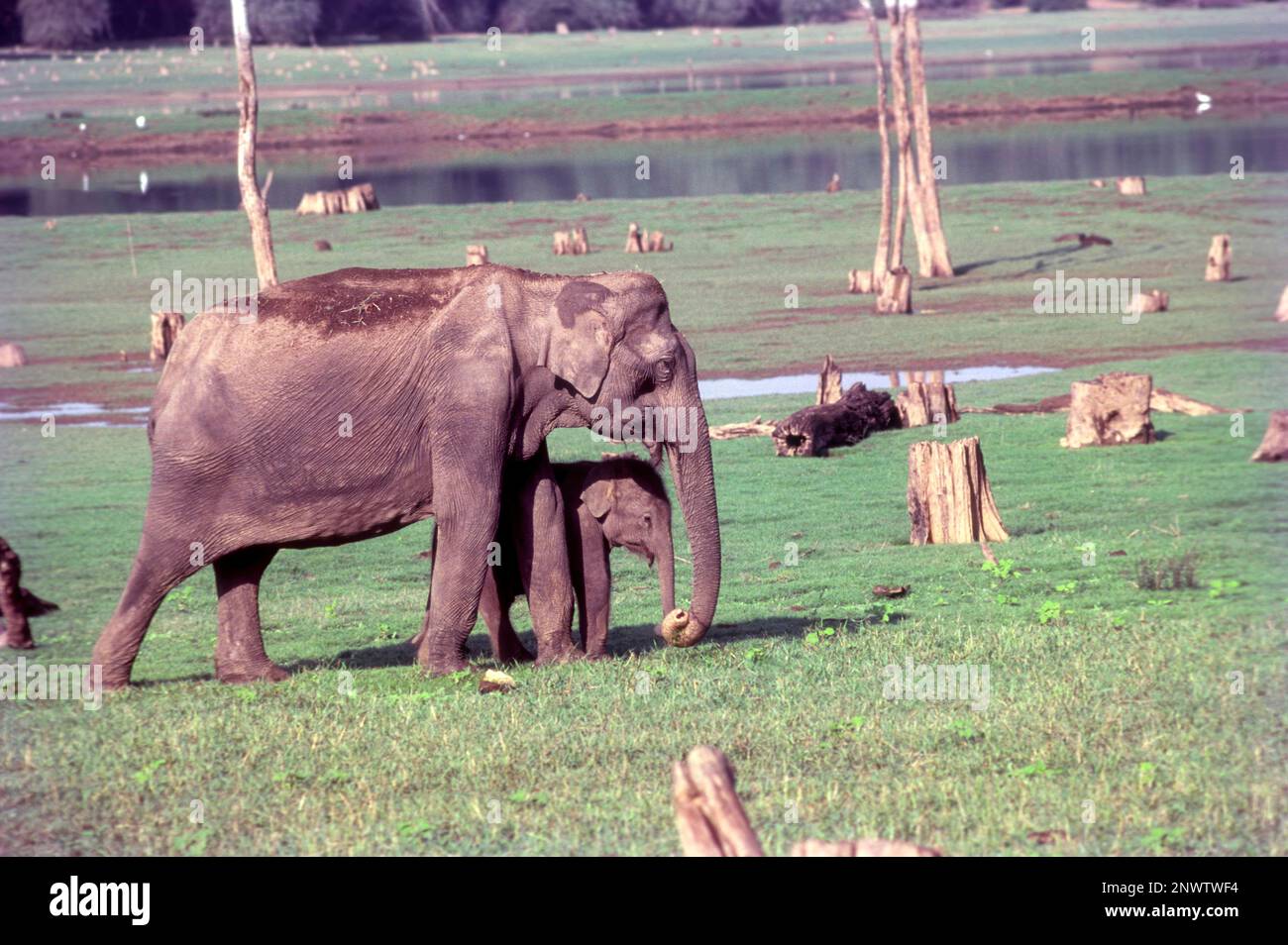 Mother and Calf in Kabini, Gundre Safari, Karnataka, South India, India