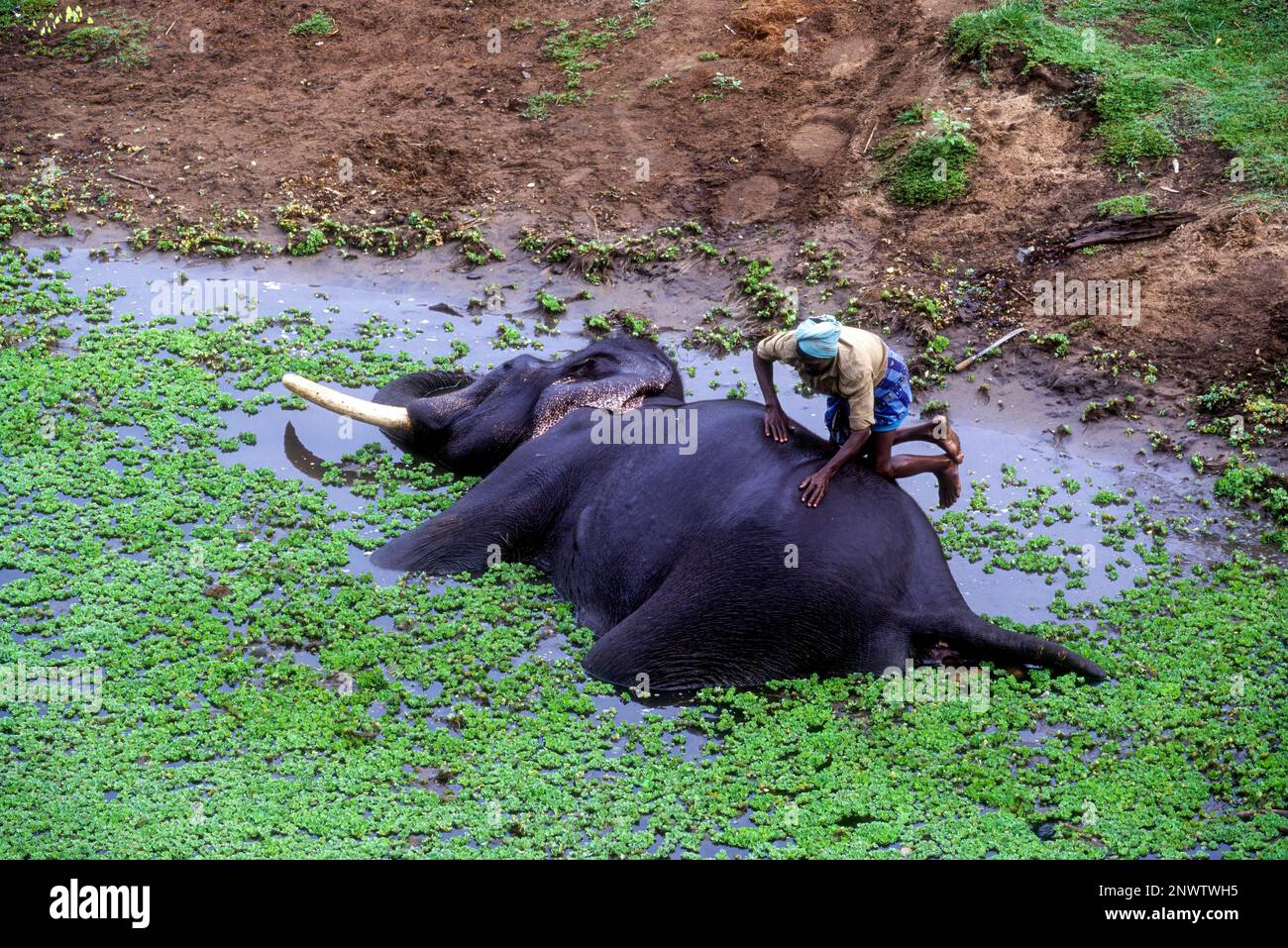 A Mahout washing his Pachyderm, Karnataka Stock Photo Alamy