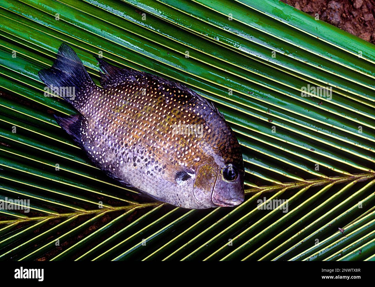 Fishes Names In Malayalam