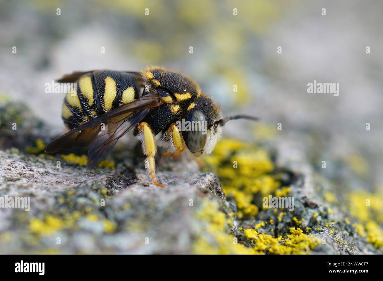 Yellow Ringed Bee Detailed closeup on a small, colorful yellow male rotund resin bee ...