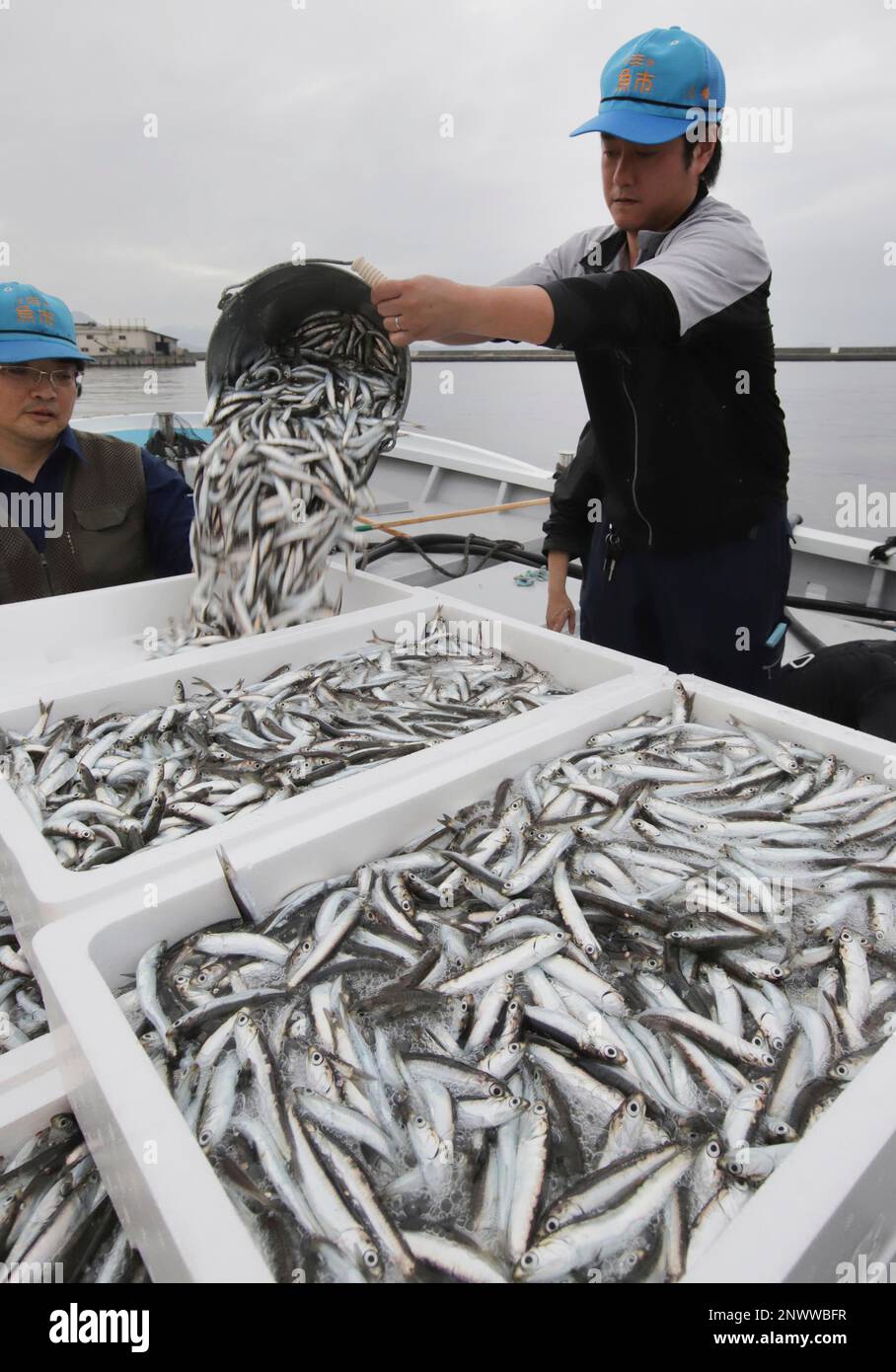 Engraulis japonica are landed at Hiroshima central wholesale market in Hiroshima City, Hiroshima prefecture on June 11, 2018, the opening day of fishing Katakuchi Iwashi. 10 to 12 centimeters silver fish were packed and sold by bidding. They will be bigger and fatter toward summer. The fishing season will run through late August.( The Yomiuri Shimbun via AP Images ) Stock Photo