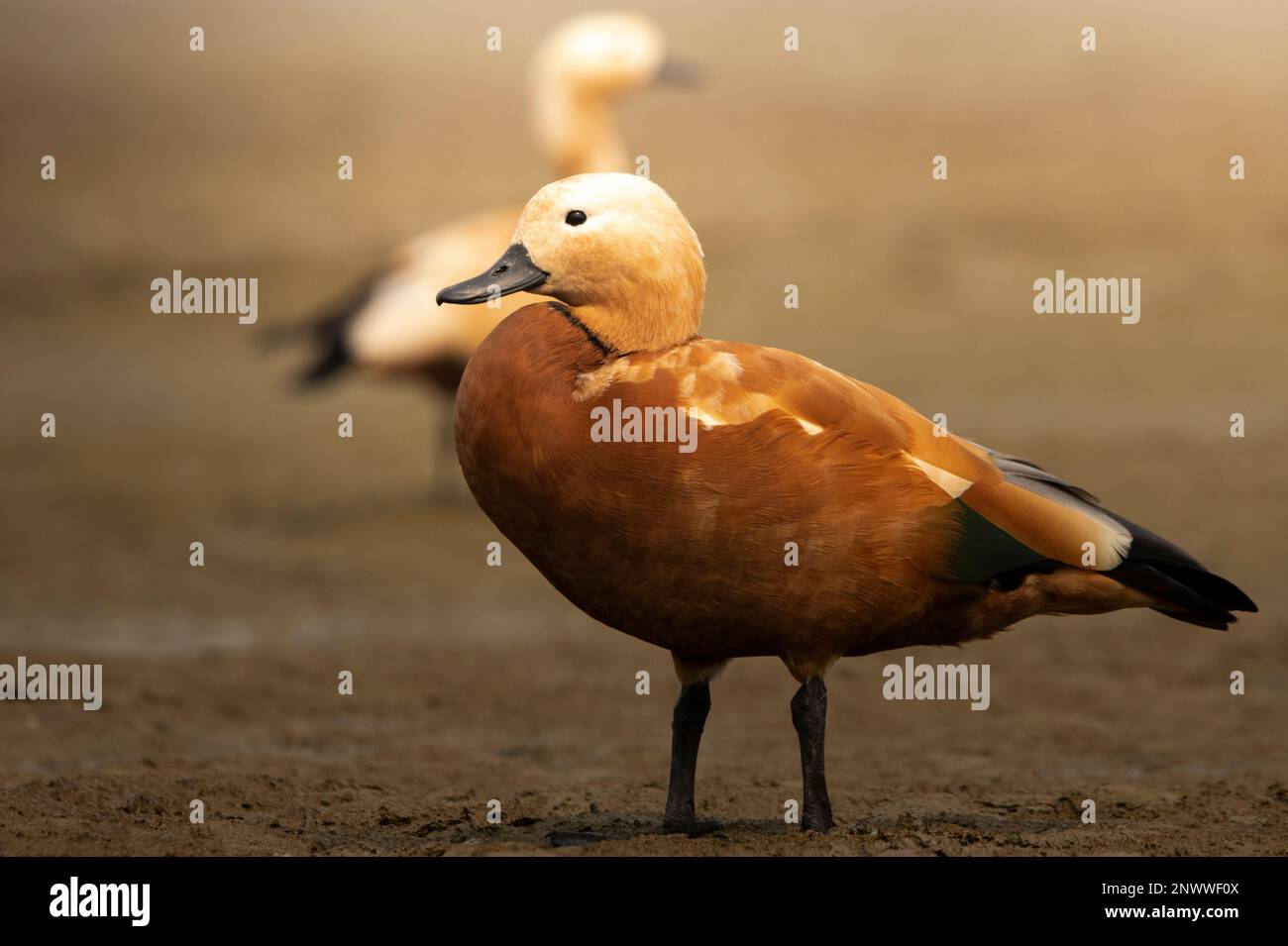 Beautiful duck photos hi-res stock photography and images - Alamy
