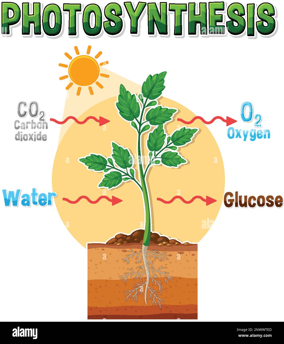 Diagram of Photosynthesis for biology and life science education