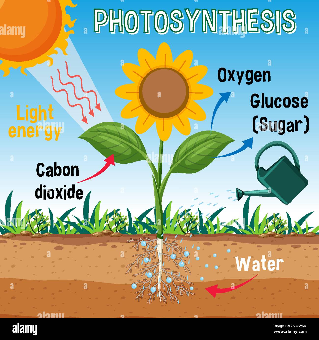 Diagram Of Photosynthesis For Biology And Life Science Education diagram-of-photosynthesis-for-biology-and-life-science-education