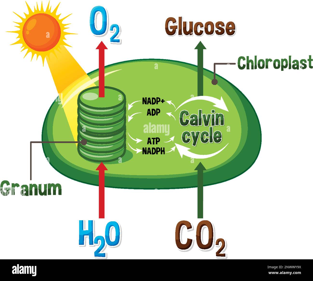 Photosynthesis Diagrams Worksheet Answers Admuscente Photosynthesis Diagrams Worksheet Answers Admuscente