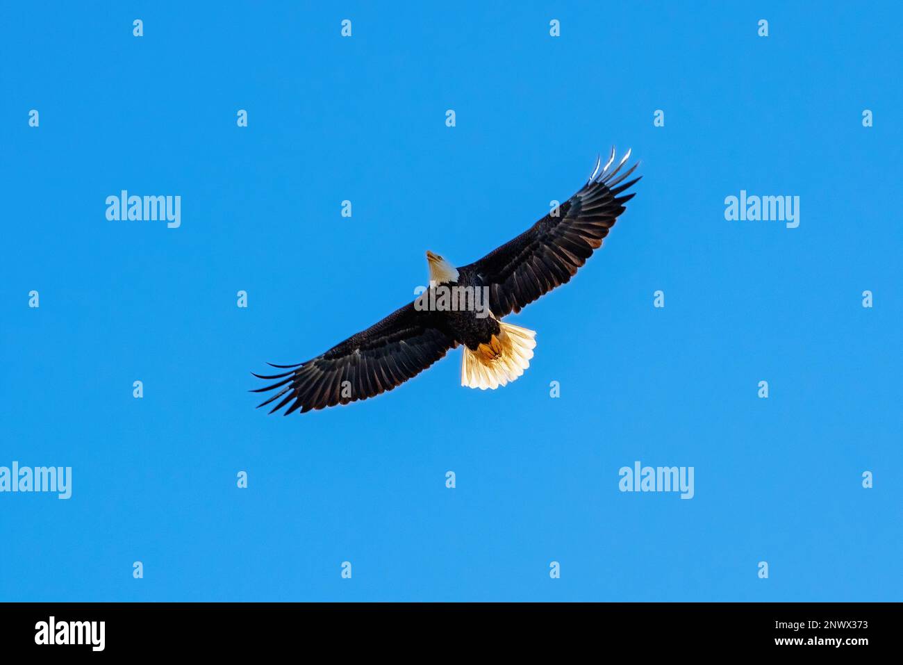 A bald eagle soars over MacDill Air Force Base, Florida, Jan. 17, 2022. The bald eagle has been the national bird of America since 1782, when it was placed with outspread wings on the Great Seal of the United States. Florida has one of the densest concentrations of nesting bald eagles in the lower 48 states, and Tampa Bay provides an abundance of fish for the eagles at MacDill. Stock Photo