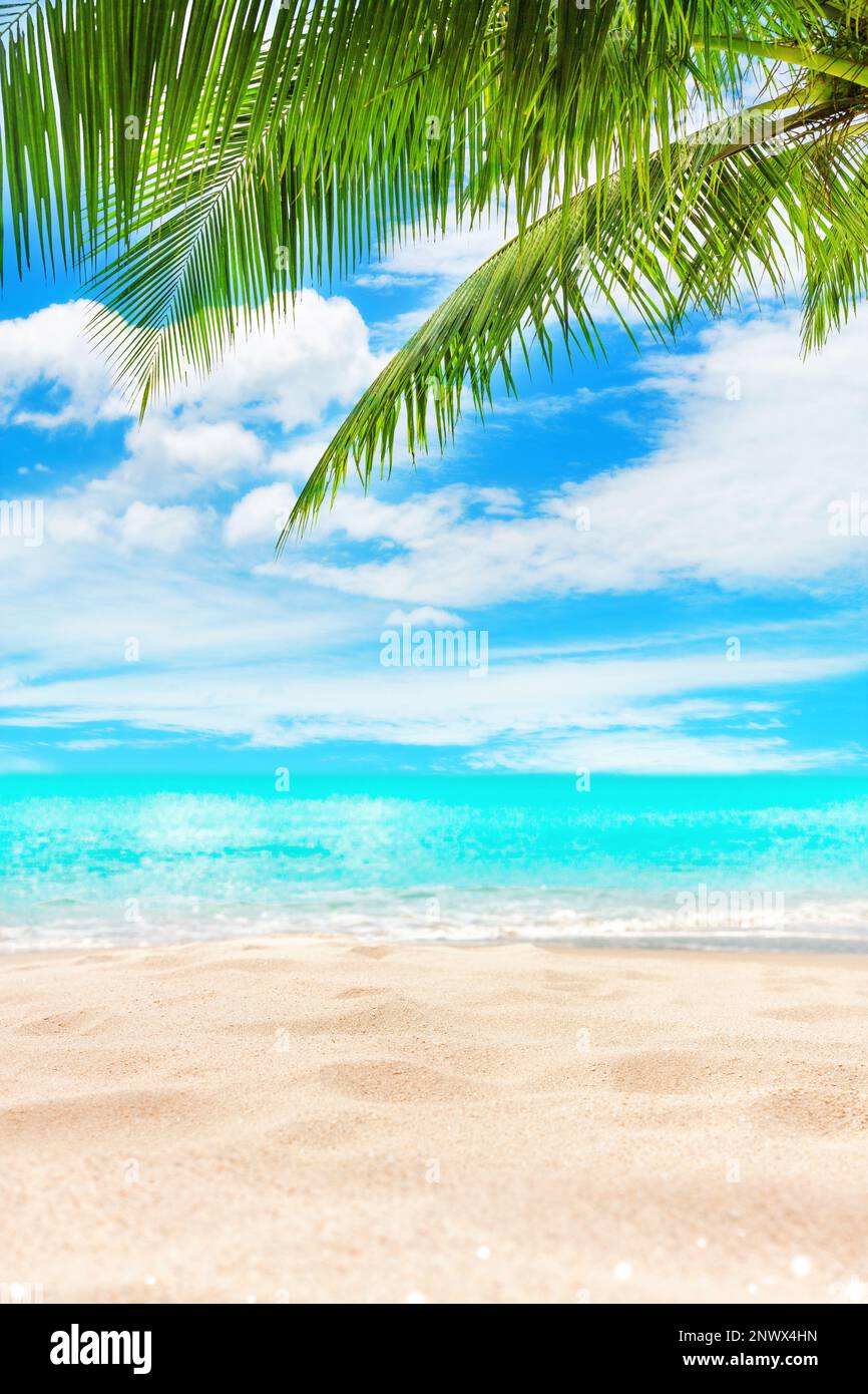Tropical island paradise beach, green coconut palm tree leaf, sand, blue sea water turquoise ocean, sun sky white cloud, beautiful landscape, summer Stock Photo