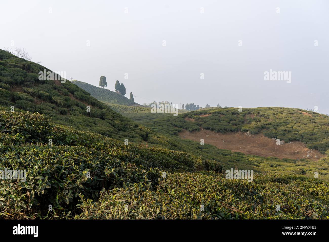 The beautiful tea gardens of Ilam in eastern Nepal on a sunny day Stock