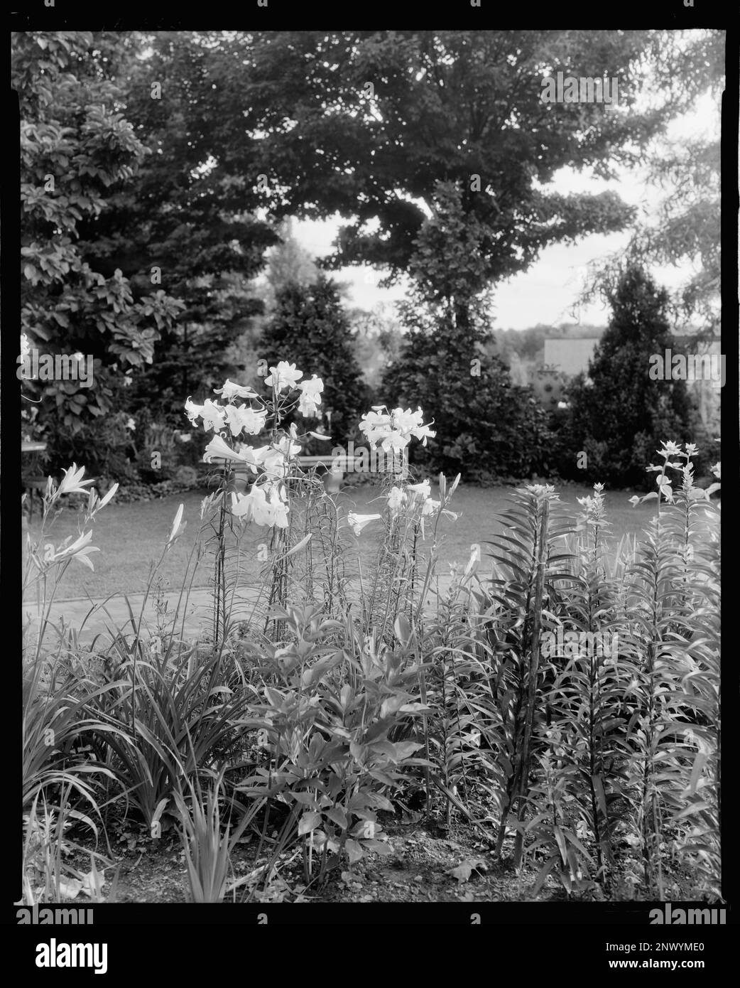 Rose Hill, Greenwood, Albemarle County, Virginia. Carnegie Survey of the Architecture of the South. United States  Virginia  Albemarle County  Greenwood, Lilies, Gardens. Stock Photo