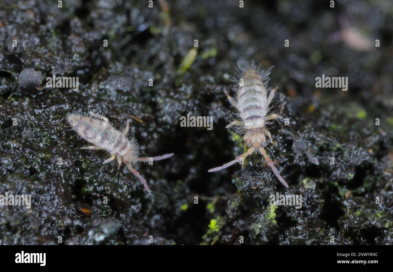 Entomobrya species springtails. They are tiny creatures that are pests of, among other things, flowers grown in homes. Two specimens on soil in a pot. Stock Photo