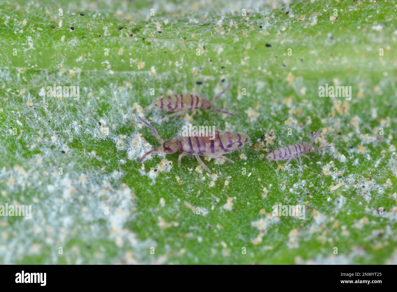 Entomobrya species springtails. They are tiny creatures that are pests of, among other things, flowers grown in homes. Eating powdery mildew fungi. Stock Photo