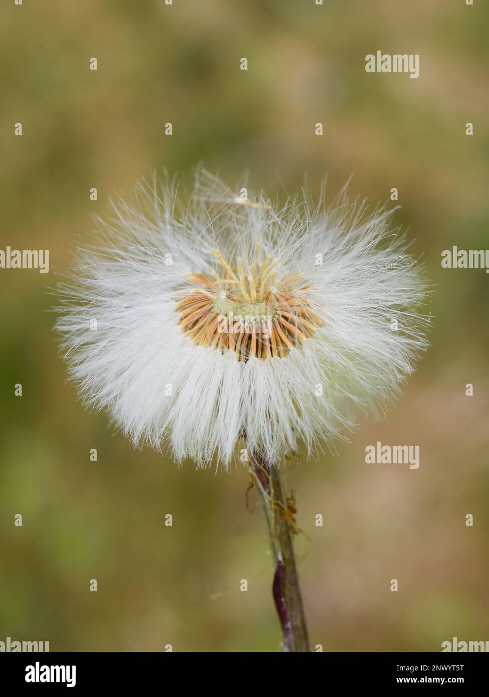 The fluffy seed ball of a coltsfoot plant tussilago farfara Stock Photo